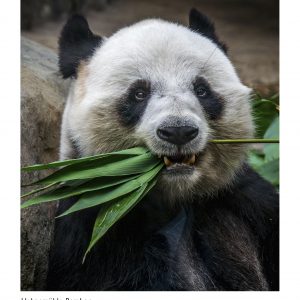 Hahnemühle Bamboo Giclee Prints